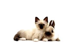 ♦ Petites Infos ♦